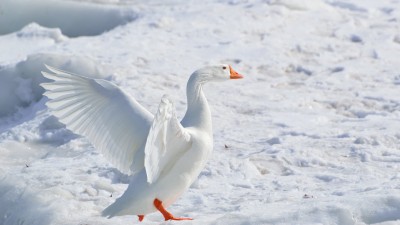اردک-سفید-زمستان-حیوان-برف-حیوانات